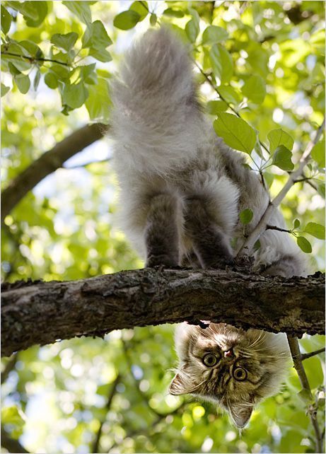 461x642, 65 Kb / кот, ветка