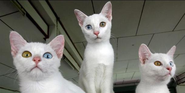 610x308, 28 Kb / кошки, глаза