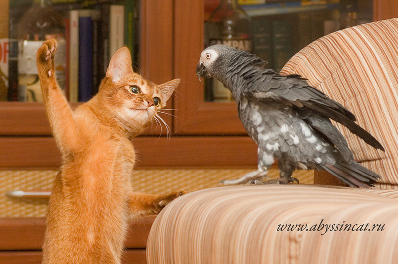 800x531, 180 Kb / кот, попугай, пиздец