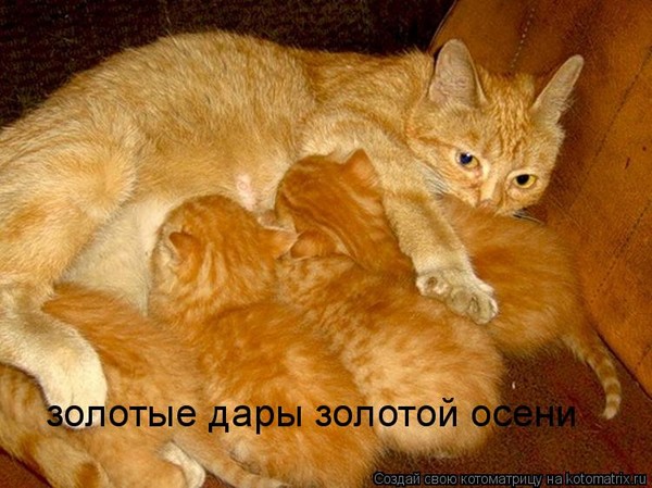 600x449, 83 Kb / кошка, котята, осень