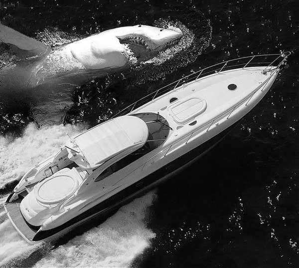 600x537, 45 Kb / акула, катер, вода, ч/б