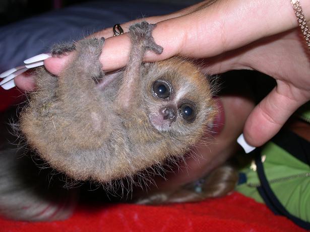 615x461, 52 Kb / долгопят, палец