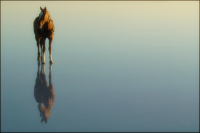 644x429, 122 Kb / лошадь, отражение
