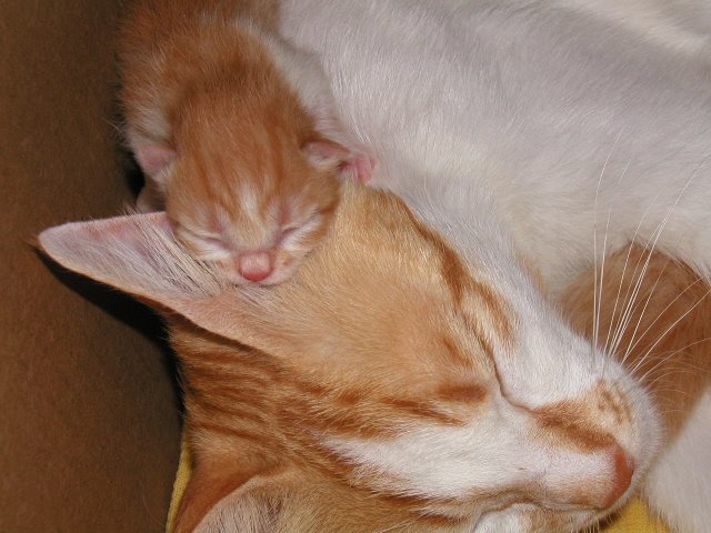 640x480, 62 Kb / кошка, котенок