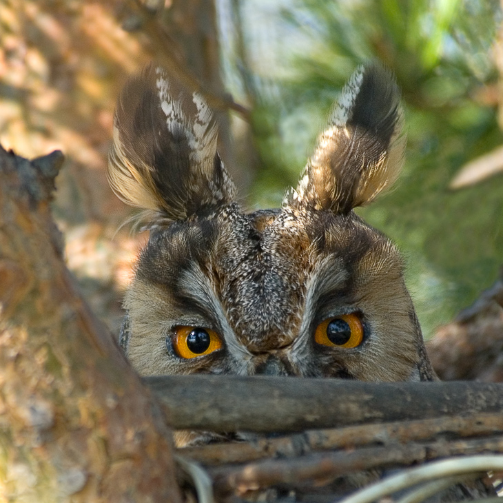 730x730, 276 Kb / филин