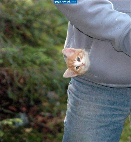 450x491, 27 Kb / котёнок, голова, карман