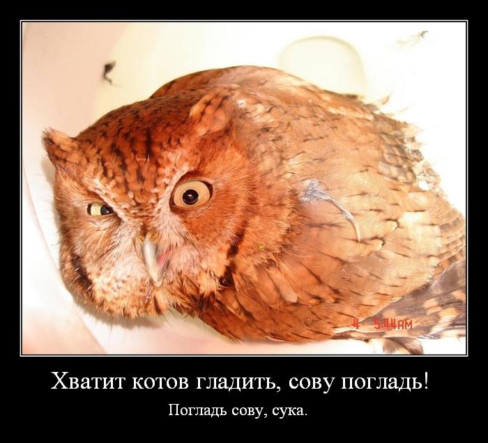 700x636, 62 Kb / сова, демотиватор