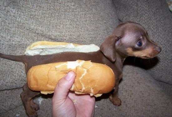 550x374, 80 Kb / хот-дог, собачка