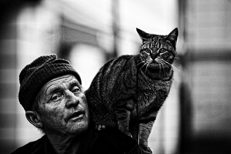 800x533, 225 Kb / Hutinski, кот, ч/б