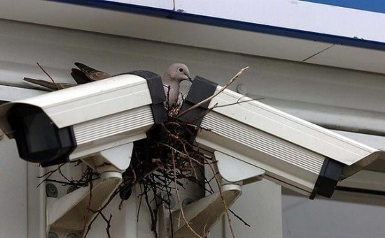 550x341, 60 Kb / голубь,камера наблюдения