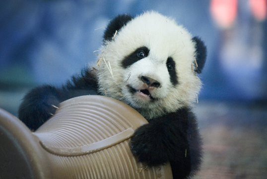 538x360, 190 Kb / панда