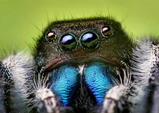 550x391, 65 Kb / паук,глаза