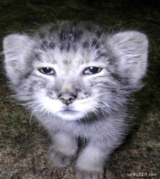 513x574, 47 Kb / манул