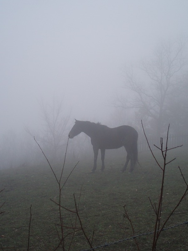 600x800, 60 Kb / лошадь, туман