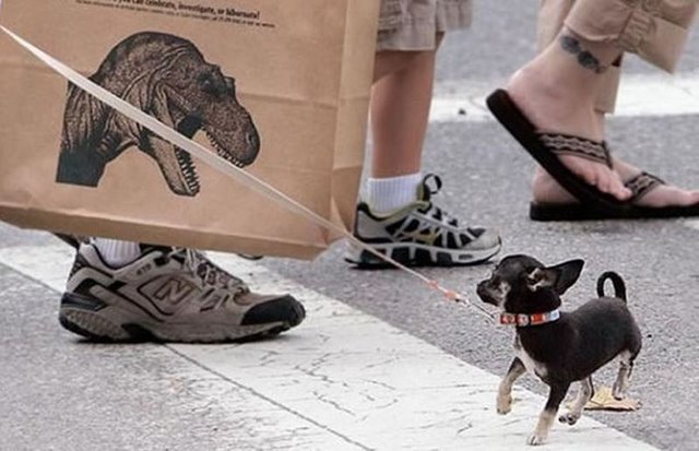 640x413, 53 Kb / собака, поводок, динозавр, пакет, ссыкотно