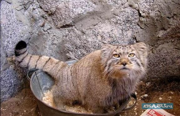 575x370, 73 Kb / манул, тазик, опил