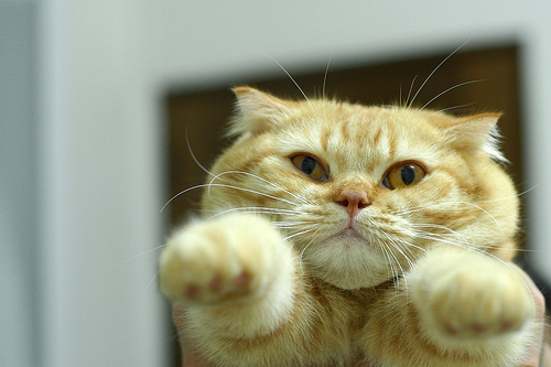 500x333, 91 Kb / кот, лапы