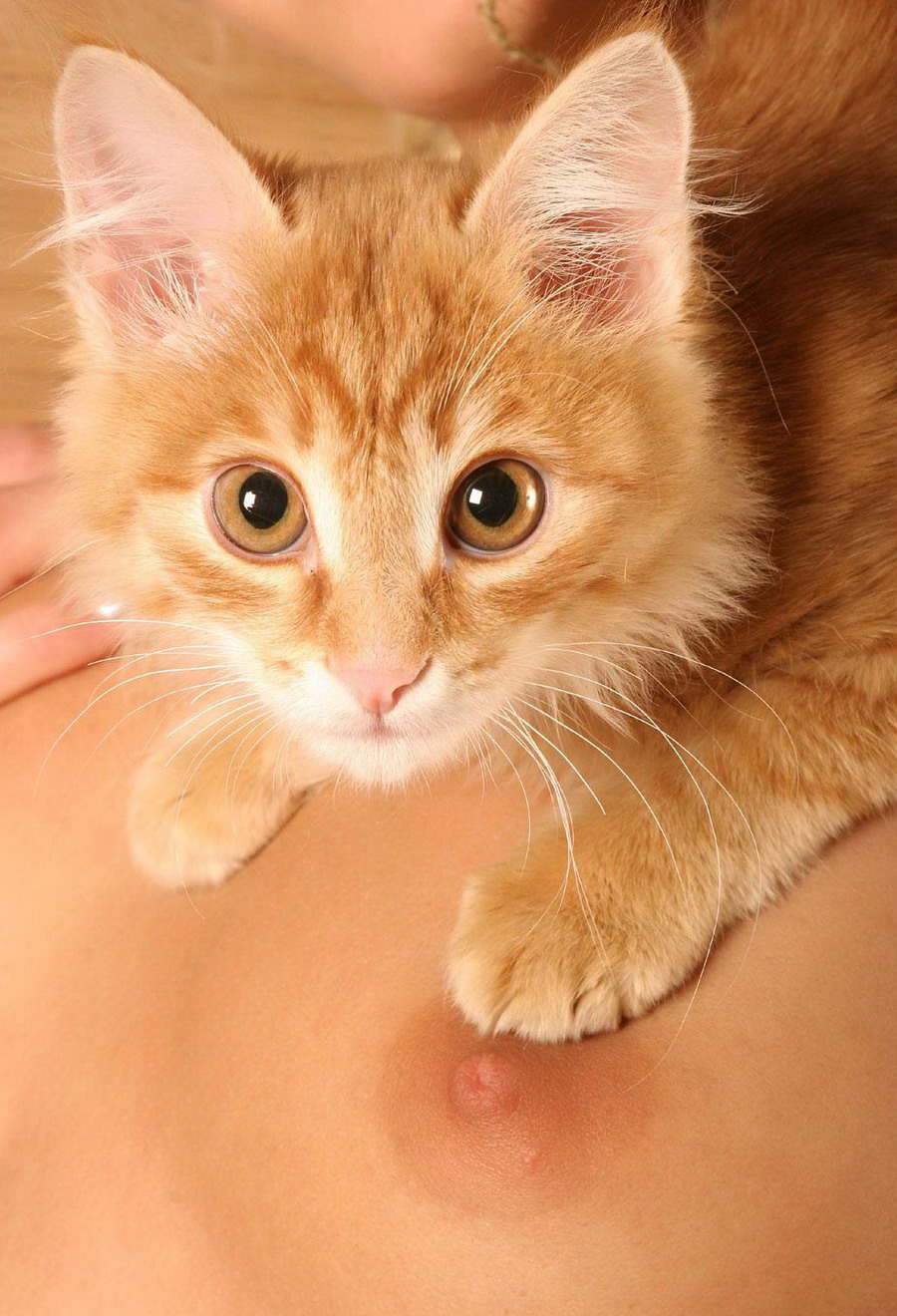 900x1320, 295 Kb / кот, сосок, грудь, рыжий