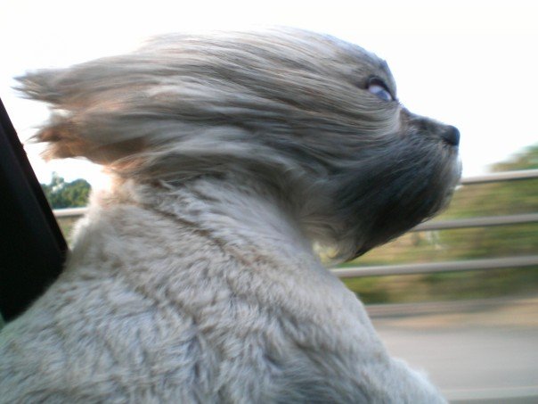 604x453, 41 Kb / собака, ветер