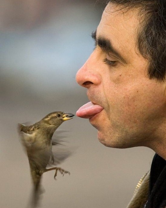 550x691, 89 Kb / птица, мужчина, семечка