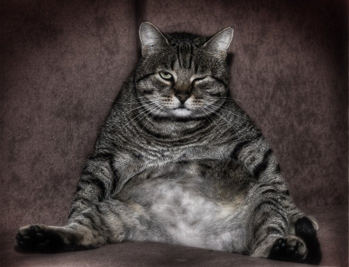 700x537, 76 Kb / кот, пахан