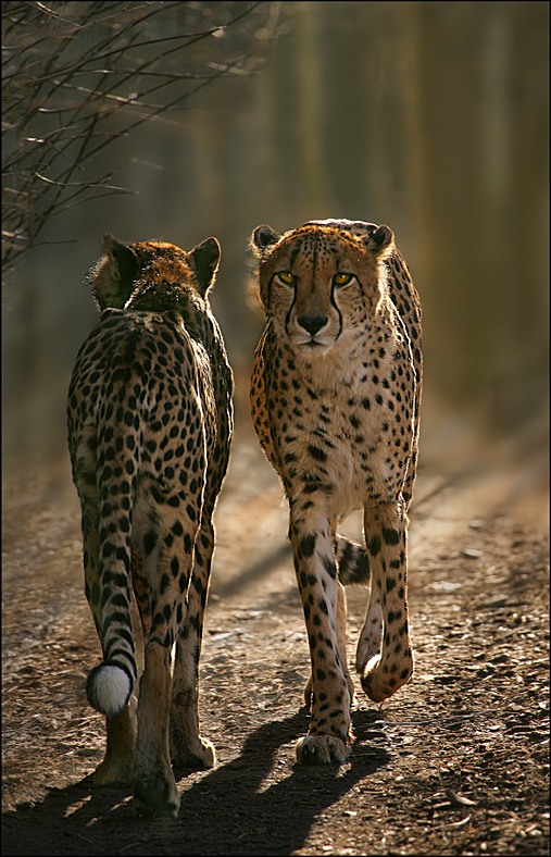 507x788, 124 Kb / гепарды