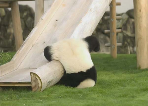 600x428, 21 Kb / Панда, упал, горка