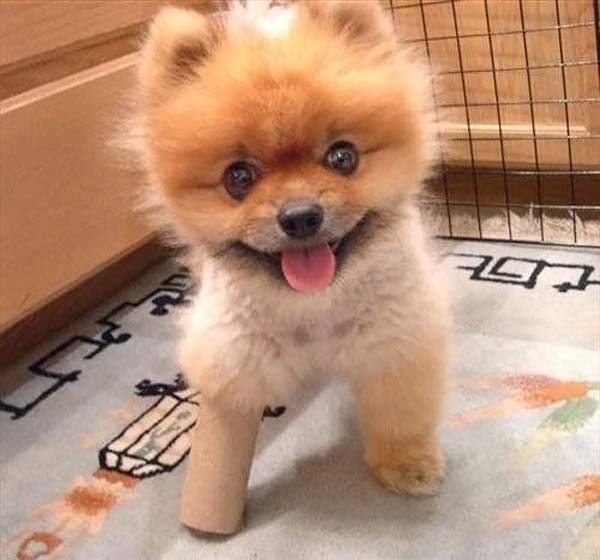 600x560, 34 Kb / Щенок