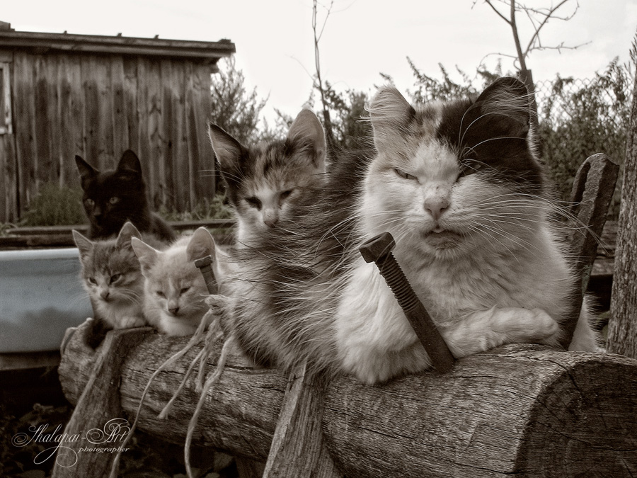 900x675, 285 Kb / кошаки, сепия, винт