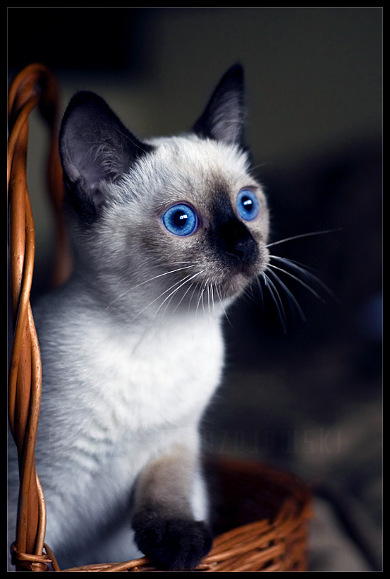 553x820, 146 Kb / котёнок