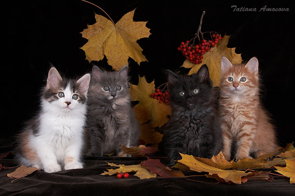 600x400, 52 Kb / котята, листья, осень