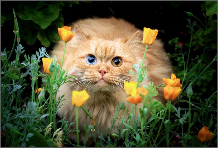 700x476, 59 Kb / кот, глаза, цветы