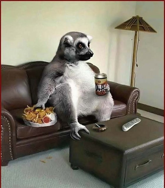 560x640, 53 Kb / не кот