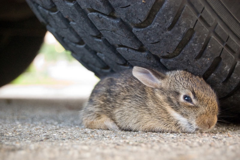 800x532, 178 Kb / кролик, колесо