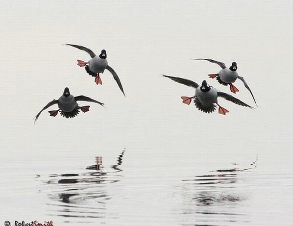 598x461, 29 Kb / утки