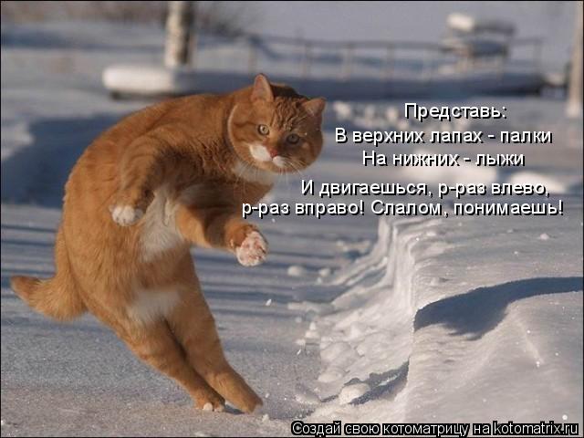 640x480, 47 Kb / кот, лыжи, зима