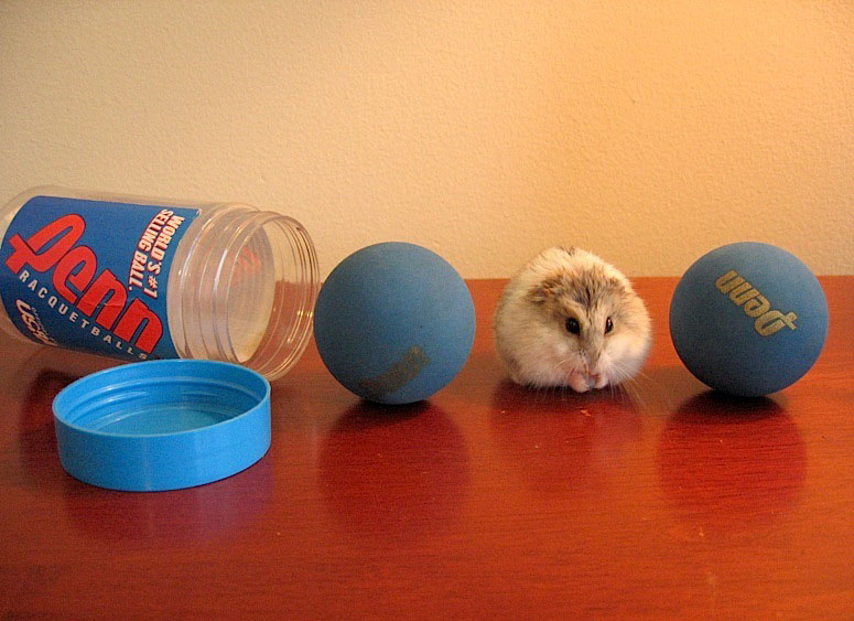 775x563, 124 Kb / мяч, хомяк, стол, банка