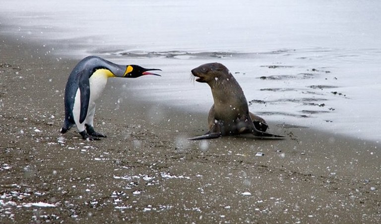 768x451, 78 Kb / пингвин, котик, песок, пляж, море