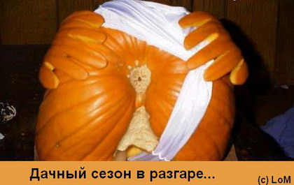 420x265, 32 Kb / тыква, трусы