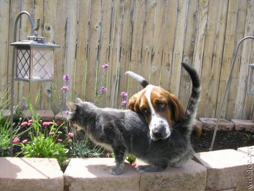 520x390, 98 Kb / собака, кот, забор