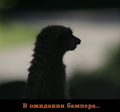 400x375, 14 Kb / суслик