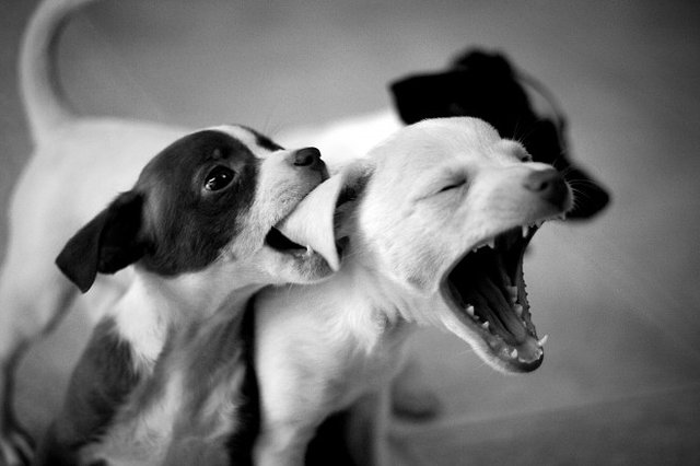 640x426, 35 Kb / собаки, ч/б, ухо, укус