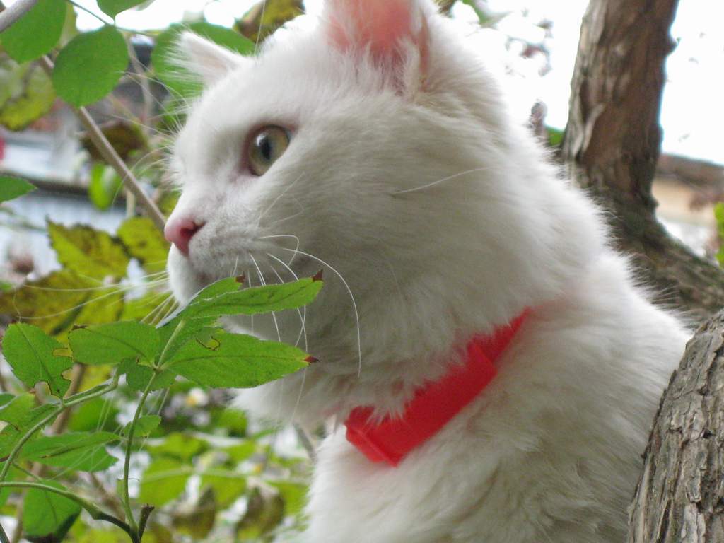 1024x768, 71 Kb / Кот, белый