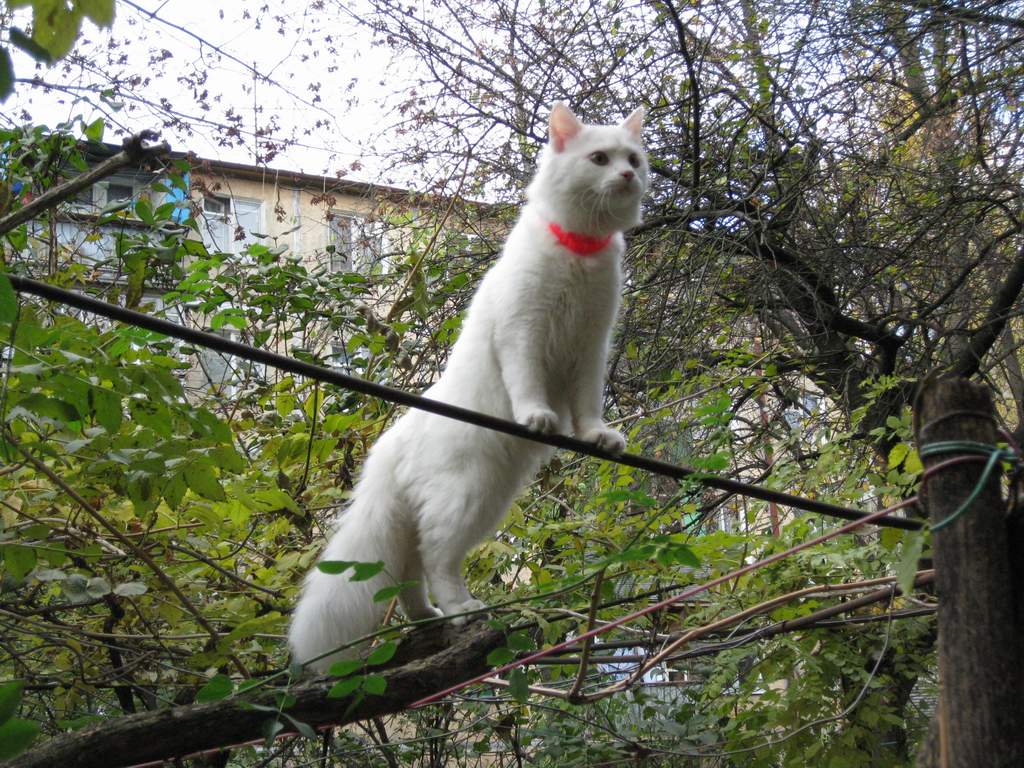 1024x768, 175 Kb / Белый, кот