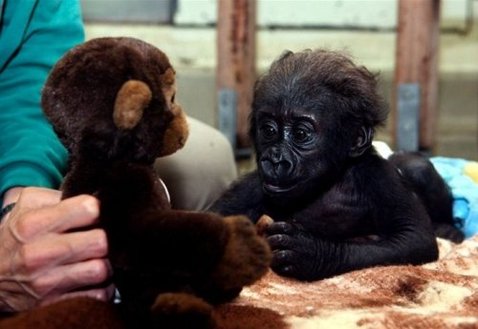 478x329, 29 Kb / обезьяна, горилла, детёныш, игрушка