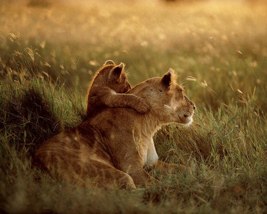 900x720, 114 Kb / львица, львёнок