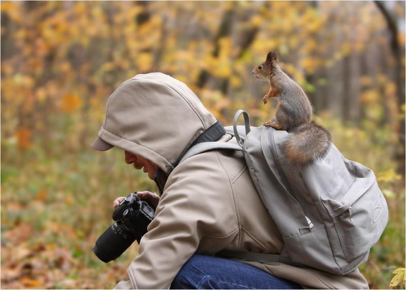 800x572, 64 Kb / белка, фотограф, лес