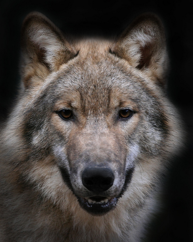 620x780, 247 Kb / Волк