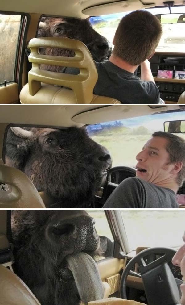 600x988, 75 Kb / зубр, попрошайка