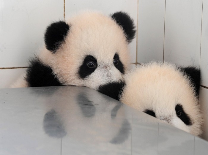 700x522, 55 Kb / панда, OMG, шок